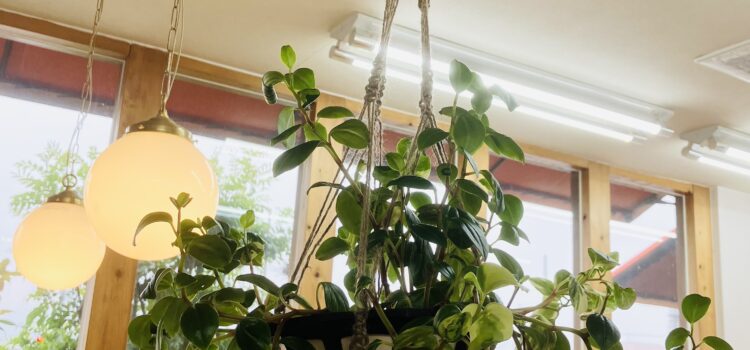 ローププラントハンガー ローププラントハンガー