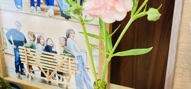 ラナンキュラス ラナンキュラス